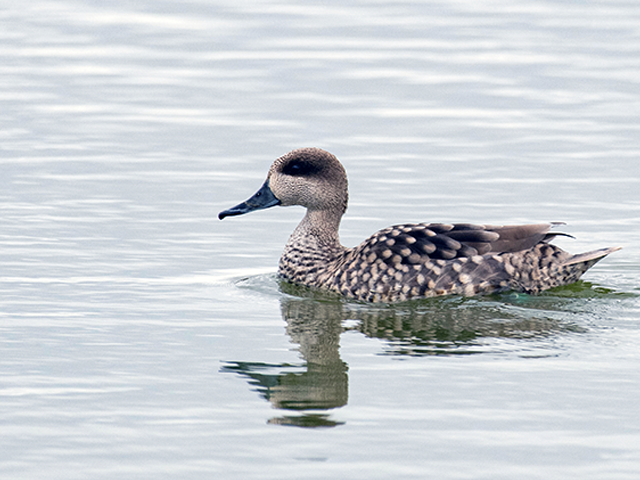 Marbled Duck by Johnny Wilson